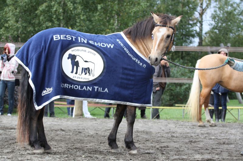 Parim eesti tõugu hobune AKSANNA (i . Aku 684 E) näitusel HOBUNE 2010 Soomes, Korhola talus 27.08.2010- hobuse kasvataja Pihtla Hobusekasvandus